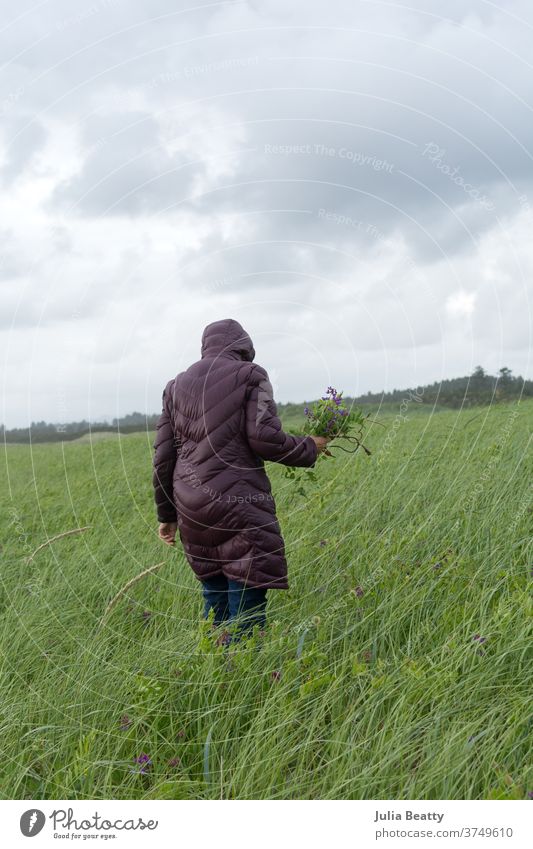 woman in winter coat picking wildflowers on sand dune in Oregon Sand toys field Bouquet purple flowers Oregon coast USA United States united states of america