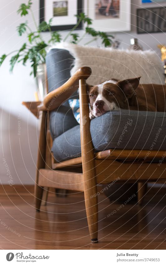 Border Collie dog sitting on Mid Century chair in unique interior room mid century mid century modern MCM House (Residential Structure) Living or residing