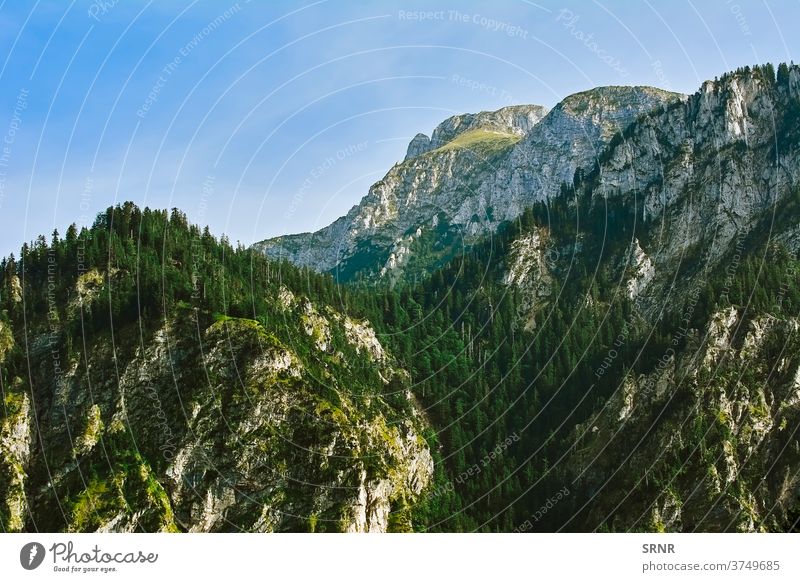 Rugged Hill in Hohenschwangau alps cliff conifer tree ecosystem environment environmental evergreen fir firtree forest fur-tree germany highlands hill hillside