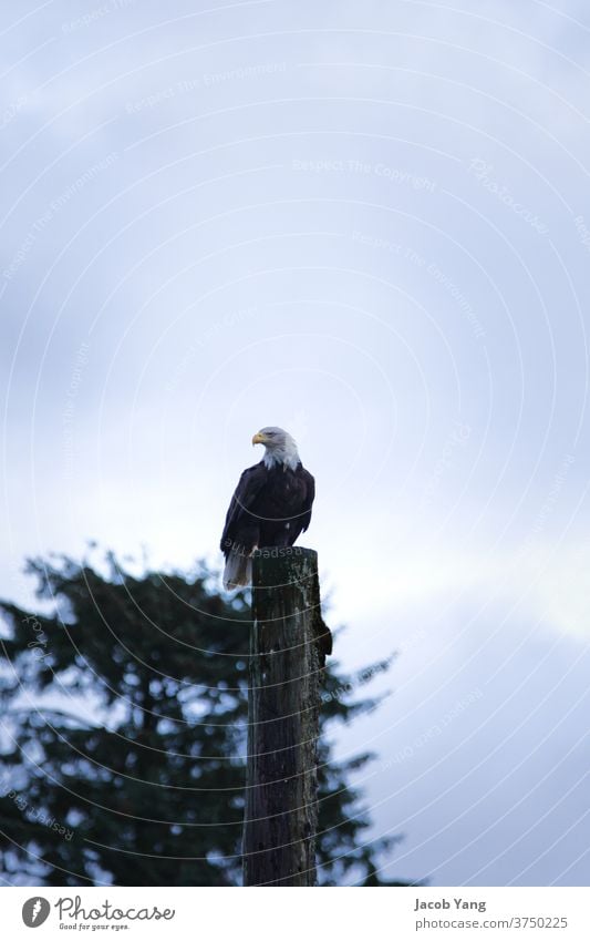 A resting eagle perched bald eagle Bird outside Animal Wild animal Feather Beak Exterior shot wild Close-up One animal White Nature Bird of prey