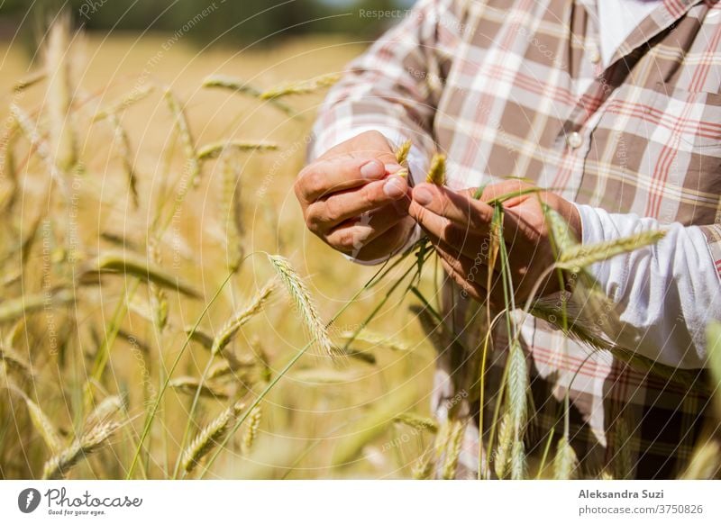 An agronomist checking the quality of grain standing in the middle of a rye field agribusiness agricultural agriculture agronomy cereals country countryside