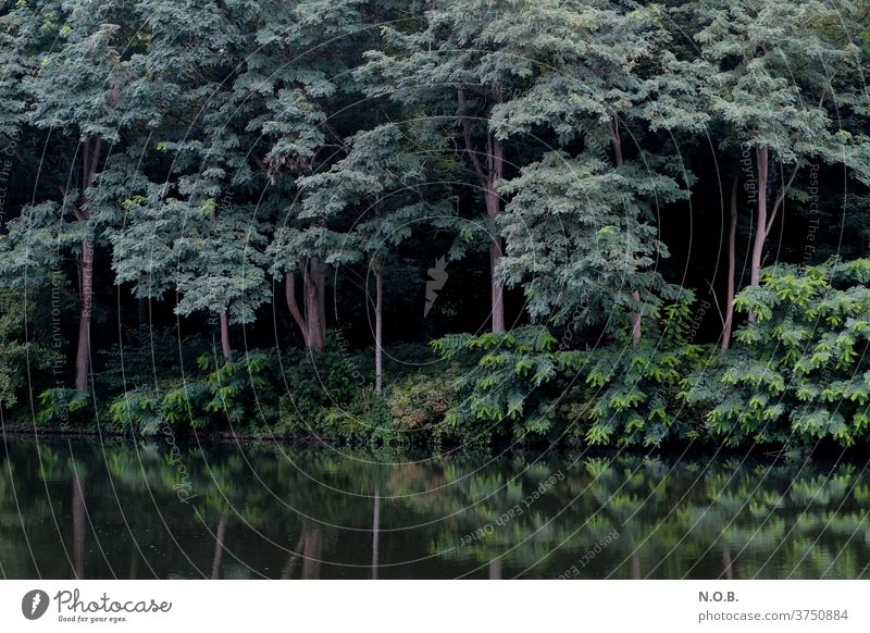 Mysterious forest with reflection in water tree Forest green conceit Deserted Day Exterior shot Shadow Contrast Black Environment Colour photo Nature Plant