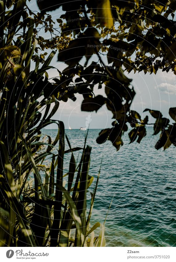 Boat on the Bodensee shipping Lake Constance Body of water Nature Landscape bushes flowers plants Summer Moody Warmth vacation Sports travel Sky Water