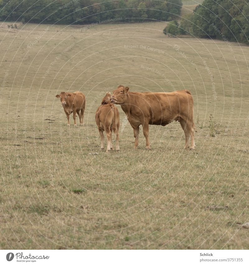 Mother love Love between cow and calf chill Calf Motherly love tenderness Willow tree lick Body contact Dry aridity Affection Grass 3 Limousine Pastureland