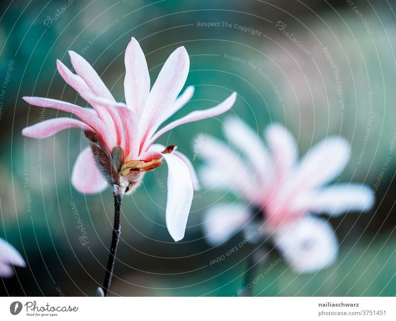 spring April botanical Environment Lovely magnolia heyday bleed Bud Nature flowers already Beauty & Beauty Colour Garden Fresh Summer natural Floral Growth