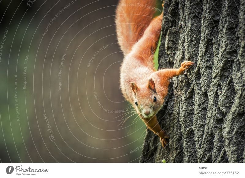 All good things come from above Environment Nature Plant Animal Tree Wild animal 1 Hang Small Curiosity Cute Brown Red Pelt Animal face Tree trunk Tree bark