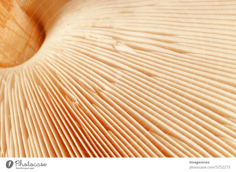 Parasol - Macrolepiota Procera. Abstract mushroom background Mushroom parasol mushroom Food Autumn Nature edible mushroom Close-up Season Plant Raw Fresh