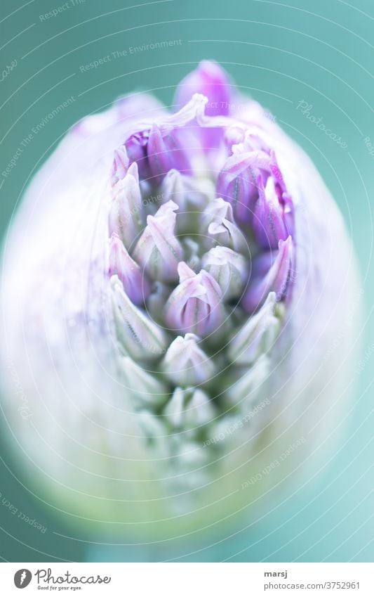 Full to bursting is this flower bud of the ornamental lily ornamental garlic Plant Blossom Shallow depth of field Nature Flower Garden Green Violet Bursting