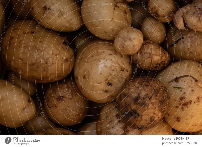 Potatoes in close-up - Potato harvest potatoes garden vegetable rcolte kitchen fries organic fresh food yellow agriculture vegetarian raw natural background