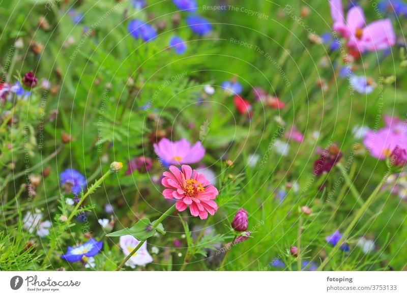 flower meadow flaked flowers Flower field Flower meadow Meadow little flowers bleed Botany flora Grass macro Nature Natural landscape plants meadow flowers