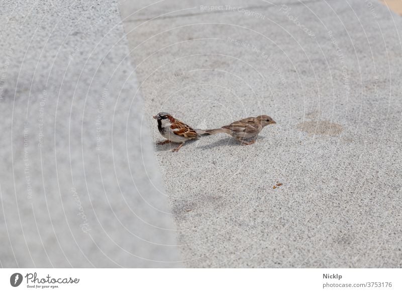 two sparrows (sparrow) on light grey concrete Sparrow Passerine bird Concrete Town cultural follower birds Small urban Wild animal Animal Animal portrait Cute