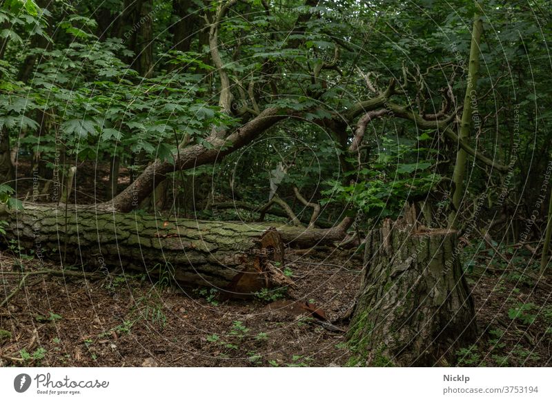 felled tree (larch) in shady forest Larch cut down tree Tree stump Log Forest Tree trunk leaves Maple leaf forest soils Nature green wood conceit Forestry