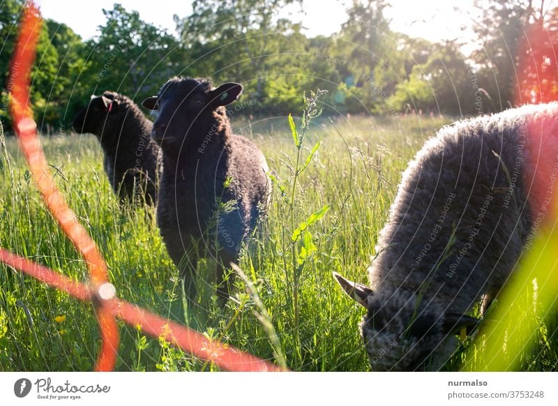 Sheep in the morning Animal Herd Wool Nature stream Fence electric fence Meadow ears fluffy Sustainability three Shepherd sit up and take notice To feed