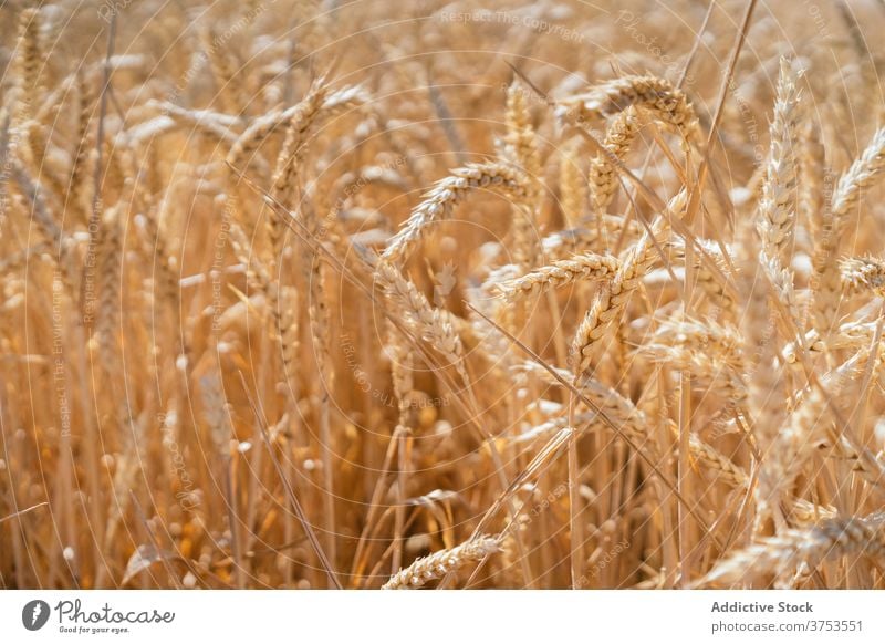 Filed with wheat against blue sky golden field agriculture cultivate countryside nature village spikelet summer sunny season farm daytime sunlight tranquil