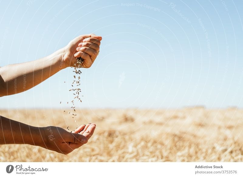 Crop woman with wheat grain in countryside pour field farmer golden cereal seed rural female agriculture harvest cultivate fresh organic natural plant stand