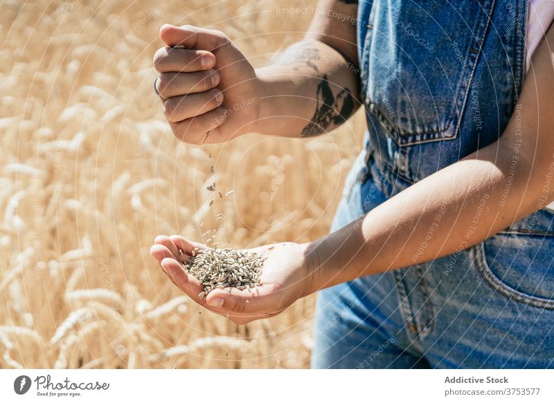 Crop woman with wheat grain in countryside pour field farmer golden cereal seed rural female agriculture harvest cultivate fresh organic natural plant stand