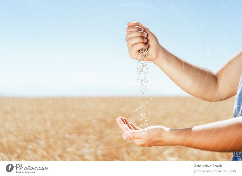 Crop woman with wheat grain in countryside pour field farmer golden cereal seed rural female agriculture harvest cultivate fresh organic natural plant stand