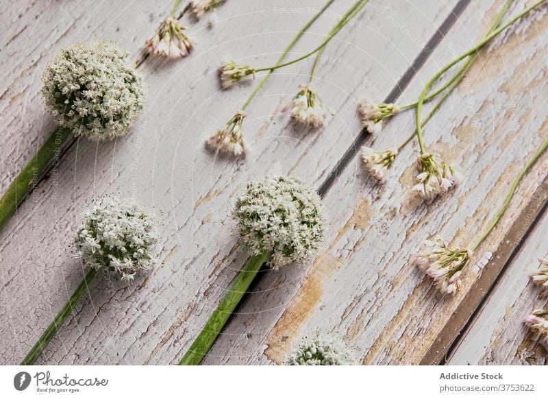 Delicate flowers on wooden table wildflower white color composition delicate floral arrangement line row shabby various natural fresh design creative rustic