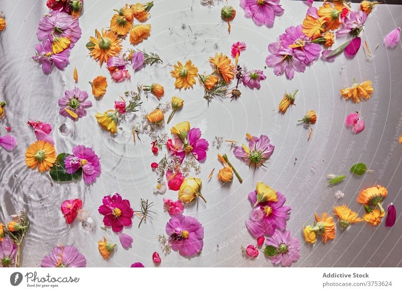 Colorful flowers in clear water studio petal float composition scatter surface various bud delicate blossom bloom fresh plant soft creative bright flora natural