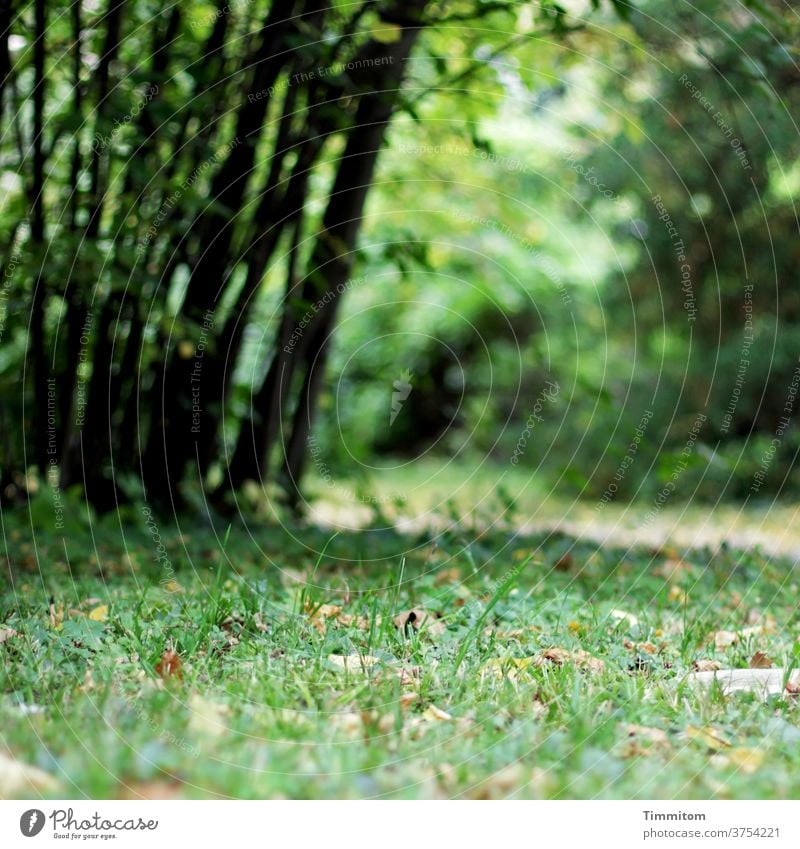 Green seen from close up Grass Ground stalks Lanes & trails huts Nature foliage green Exterior shot Environment Autumn