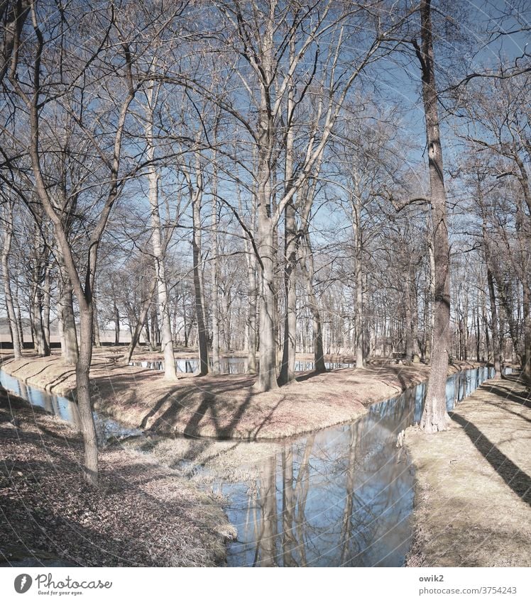 brook bed Park tree bushes Plant Landscape Nature Environment Idyll Calm Peaceful wood Water Surface of water smoochyitz Lausitz forest Saxony Germany