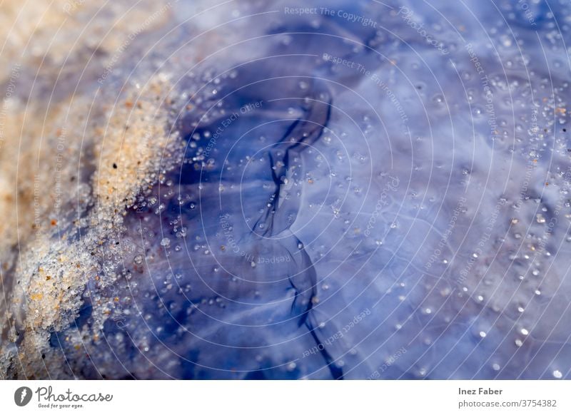 Stranded jelly fish on the beach covered with sand, Terschelling, the Netherlands water animals sea life sealife stranded jellyfish close up fauna wadden