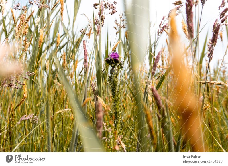 Grass & flowers in a field, Terschelling, the Netherlands grass colorful flora netherlands terschelling colors of nature floral natural plant summer bloom