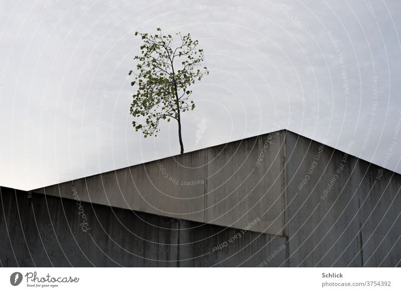 Young tree in front of the sky and in the foreground desolate concrete blocks youthful Concrete wall Concrete cuboid Sky cloudy expansion joint halved divided