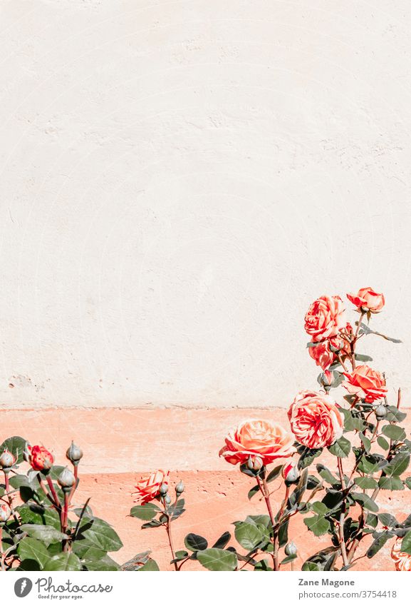 Rose shrub on pastel textured concrete background, sharp contrast, fall colors creative still life loral theme vivid fall concept unusual fall colors