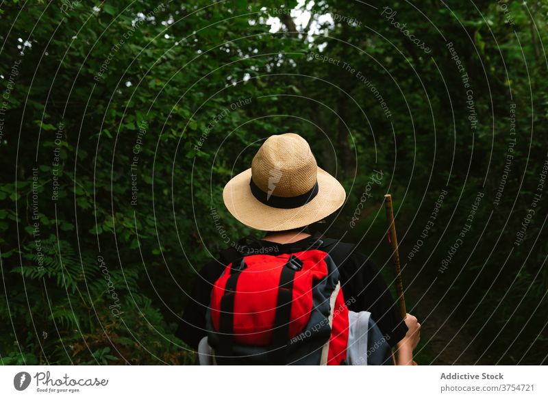 Tourist with backpack in green forest traveler trekking woods summer explorer hike nature adventure vacation wooden stick path tourism trail journey wanderlust