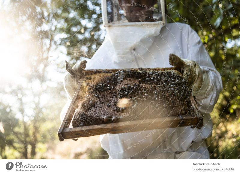 Beekeeper holding honeycomb frame with bees beekeeper beehive work farm harvest crop unrecognizable anonymous faceless inspect check tool examine professional