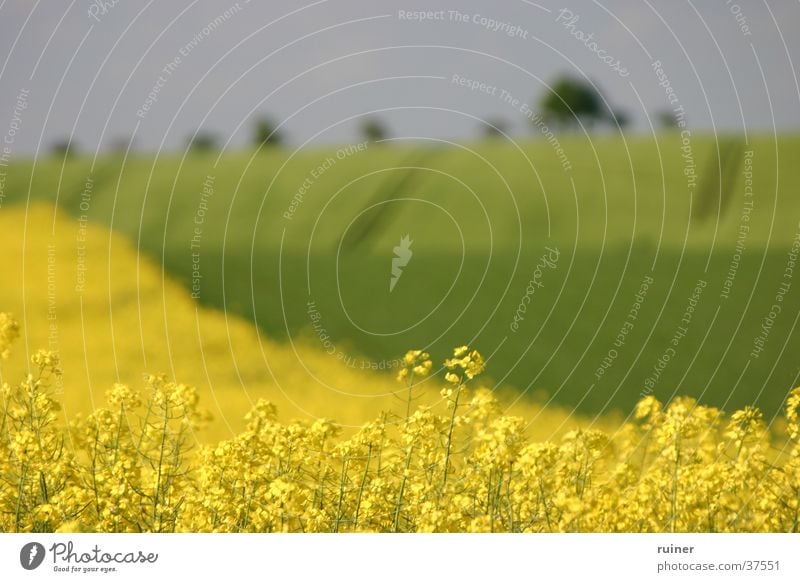 Wide country, wide aperture Canola Agriculture Field Yellow Green Hill Landscape