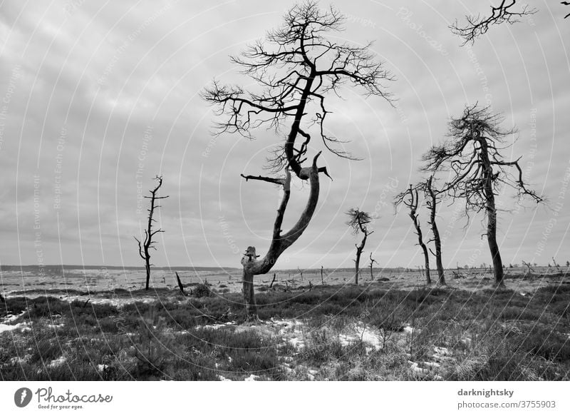 Hohes Venn in the National Park with dead trees in winter Eifel Sky Calm Footbridge Marsh Plant Deep depth of field Lanes & trails Wood Bog black-and-white