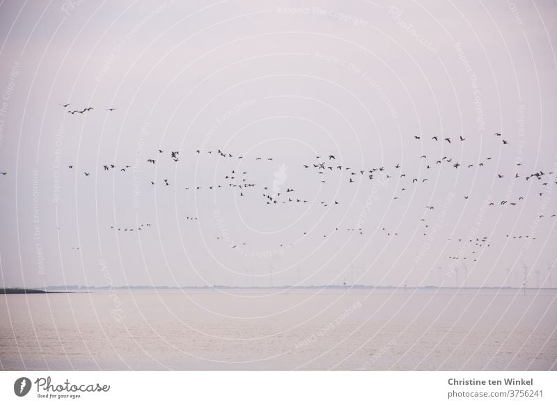 dynamic | a large flock of wild geese over the North Sea birds bird migration Flight of the birds Wild animal Wild bird Nature Dynamic Loud chatter shout Animal