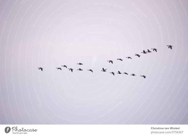 dynamic I wild geese in formation flight birds bird migration Flight of the birds Wild animal Wild bird Nature Dynamic Loud chatter shout Animal Many