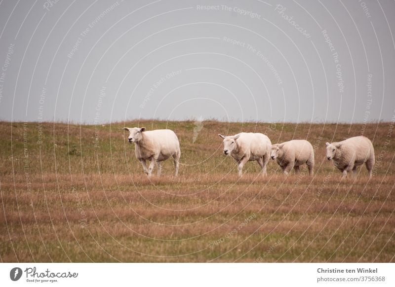 dynamically | but not too hasty the four sheep run along the grass-covered dike Dike Sheep North Sea animals Group of animals Farm animal Flock Landscape Meadow