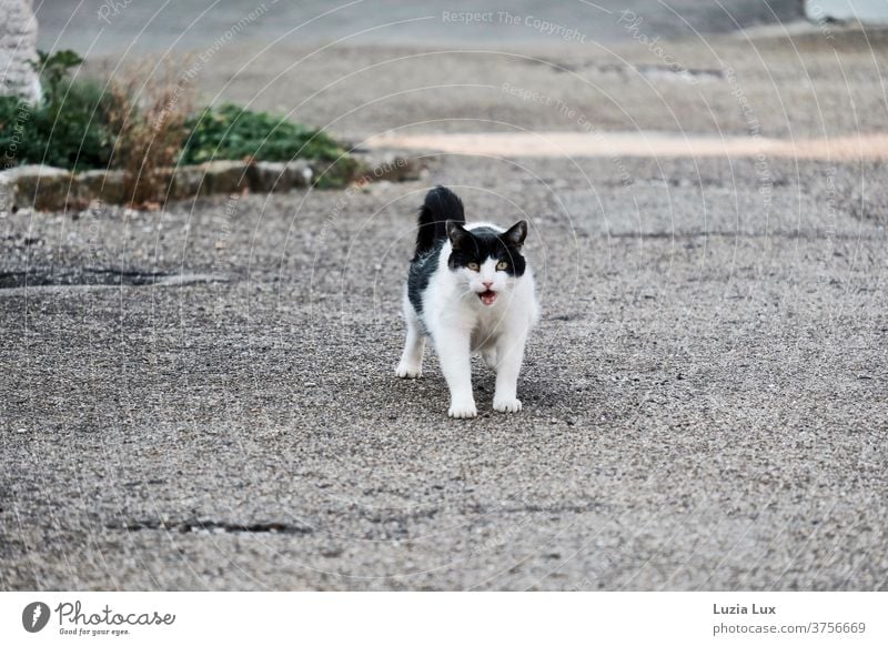 An old cat on the loose Cat feline pets One animal Outdoors green eyes shaggy black-and-white Stretching Maunzen Threaten Funny Strange Anxious ready to escape