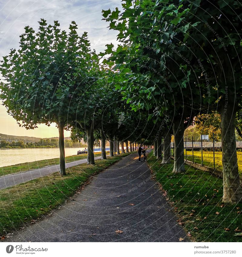 Alley for cyclists and pedestrians, *inside Lanes & trails Avenue tree Autumn Footpath Human being flaked Street Relaxation Calm Park Promenade Day