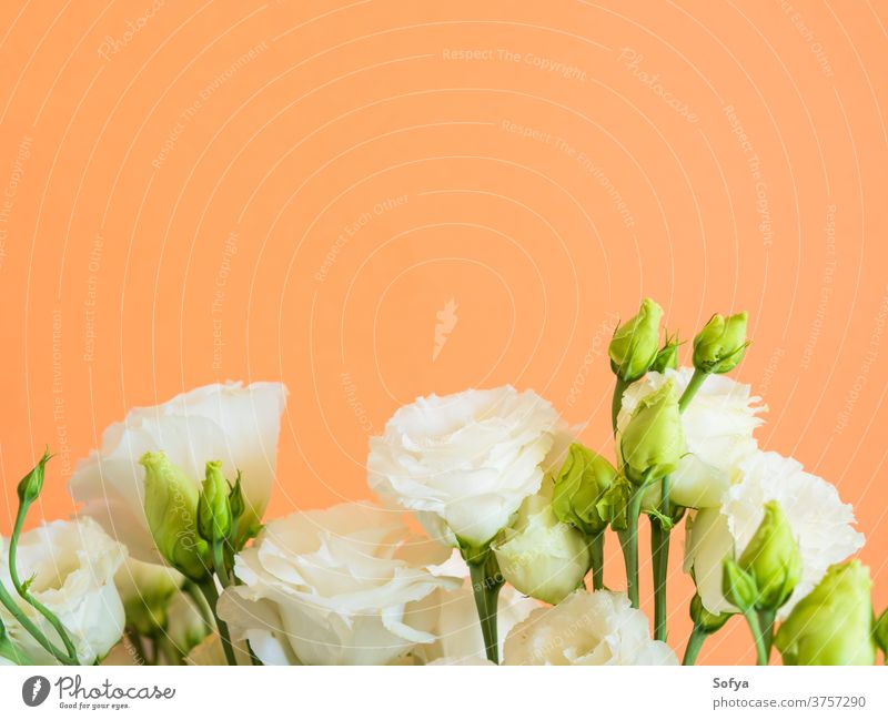 Beautiful eustoma flowers bouquet on orange lisianthus wedding design fashion mother minimal floral trendy background cantaloupe woman abstract love summer