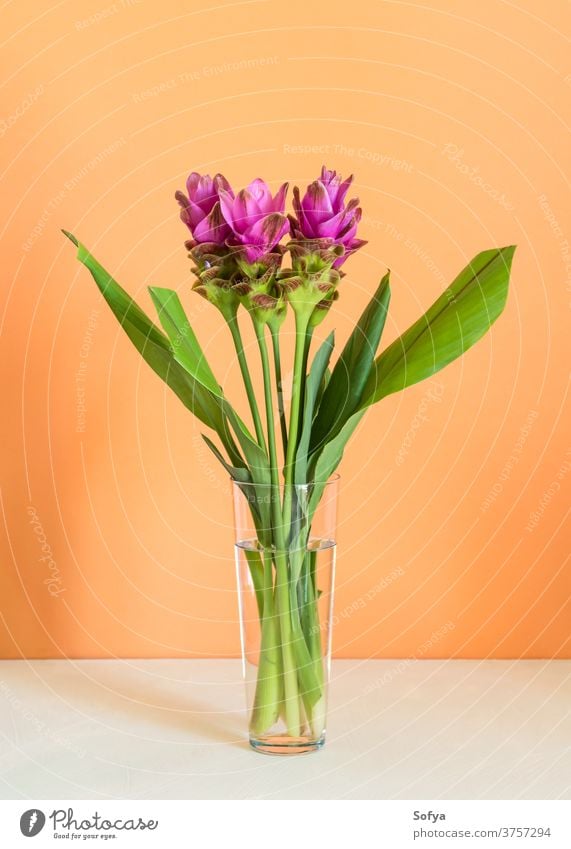 Purple turmeric flowers on orange background curcuma siam asian tropical purple tulip exotic floral woman wedding fashion design abstract love summer texture