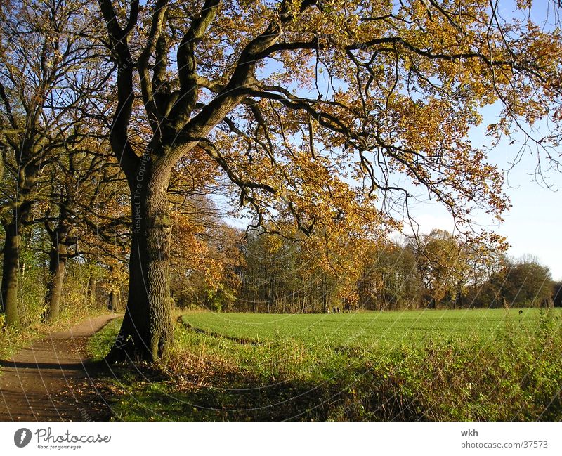 Oak in autumn Autumn Autumn leaves November Tree Oak tree