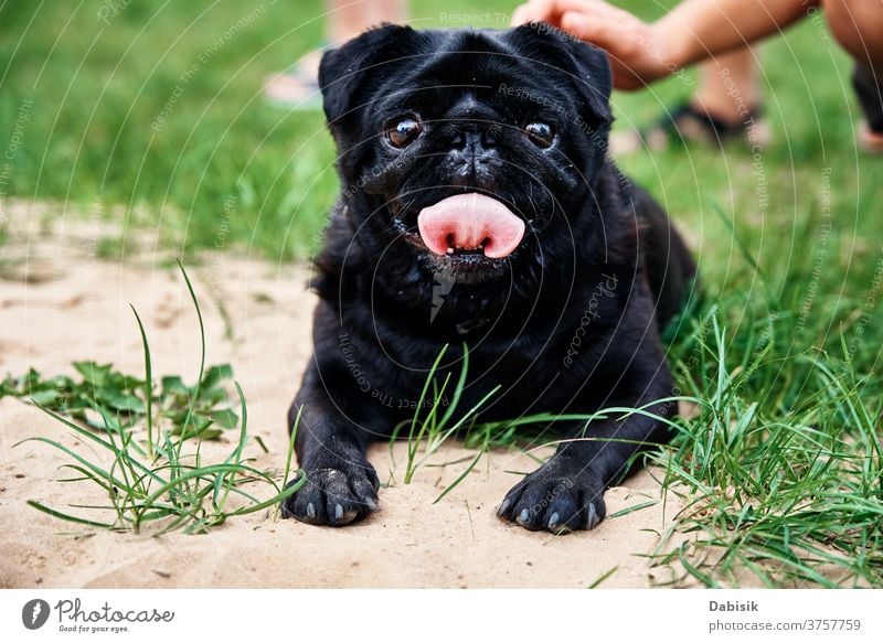 Portrait of pug dog on the grass, closeup pet animal cute canine small puppy mammal purebred domestic portrait breed funny adorable pedigree background little