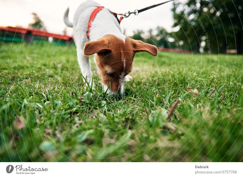 Dog on grass in summer day. Owner walks with dog outdoors play running puppy cute happy pet adorable brown face breed domestic park outside kid doggy animal fun