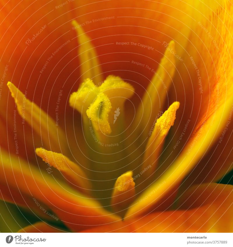 Macro shot - close-up of a pistils bleed Plant Nature Wild plant Foliage plant flaked Small Soft natural Macro (Extreme close-up) Colour photo Close-up Detail