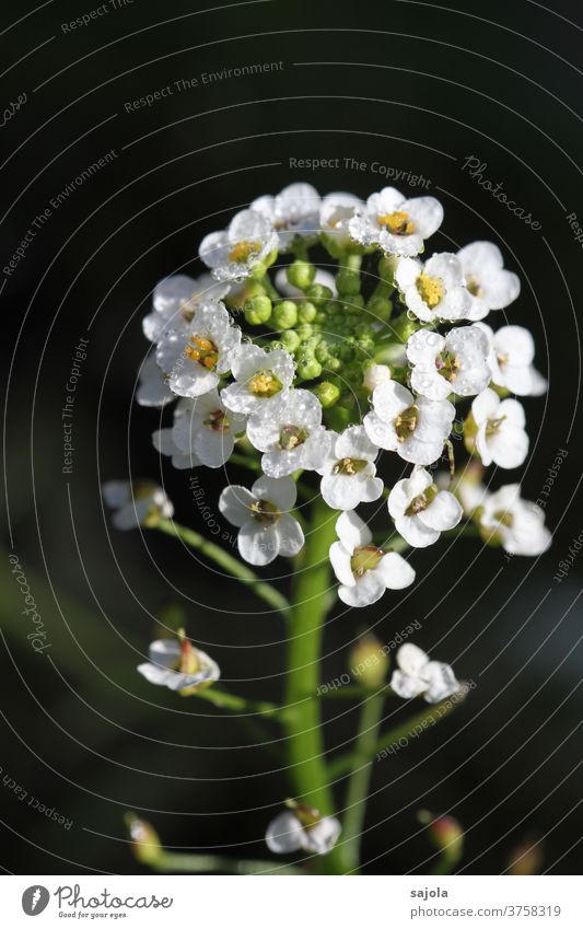 Scented stone with dew drops Scented Stonerich silver cabbage flowers bleed stonewort White Drops of water Nature Plant Close-up Macro (Extreme close-up)