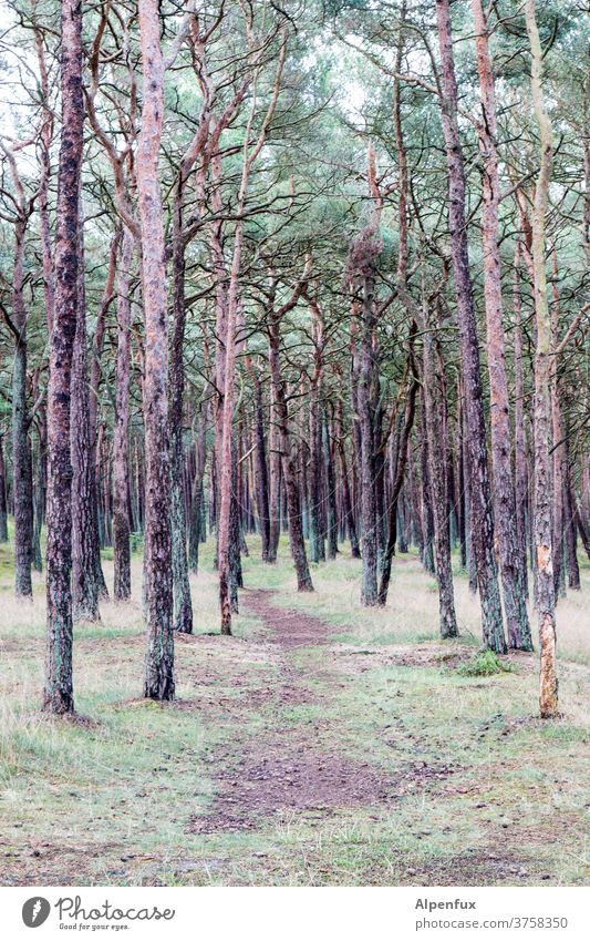 dune forest Forest tree Nature forest soils Lanes & trails Colour photo Exterior shot Deserted Environment Tree trunk Shadow Loneliness by oneself Fear