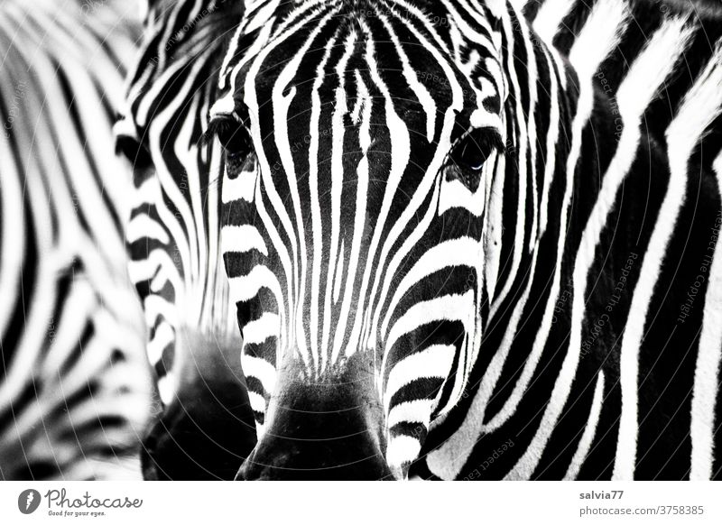 crosswalk Zebra Stripe Zebra crossing Black & white photo White Pattern Mammal Pelt Wild animal Animal Striped Contrast Nature Safari Animal portrait Looking