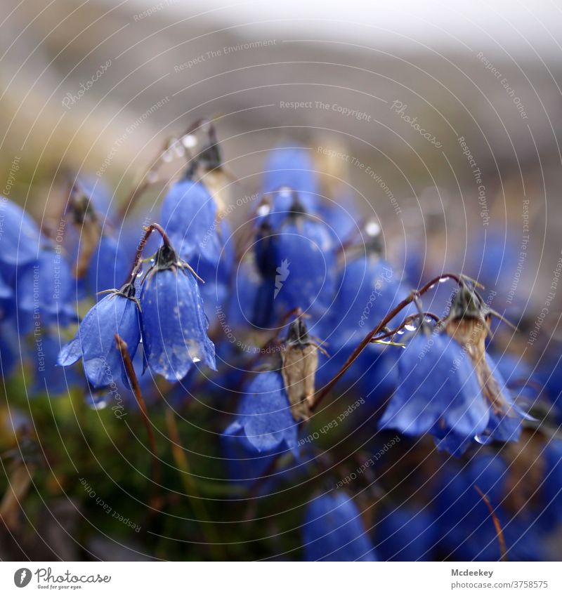 The blue ringing Bluebell Flower Blossom Plant Nature Colour photo Deserted Summer Austria Lünersee region Drops of water purple Purple Flower purple blossom