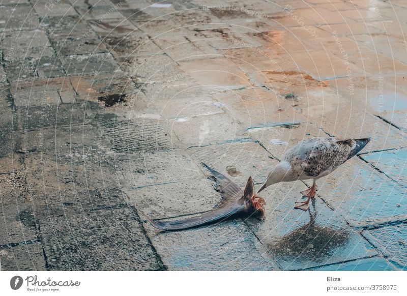 A seagull nibbles at the remains of a fish. Seagull To feed Fish Fish market Animal Nature Tail fluke Fin birds Feed food Meal Nutrition chill Wet Fresh