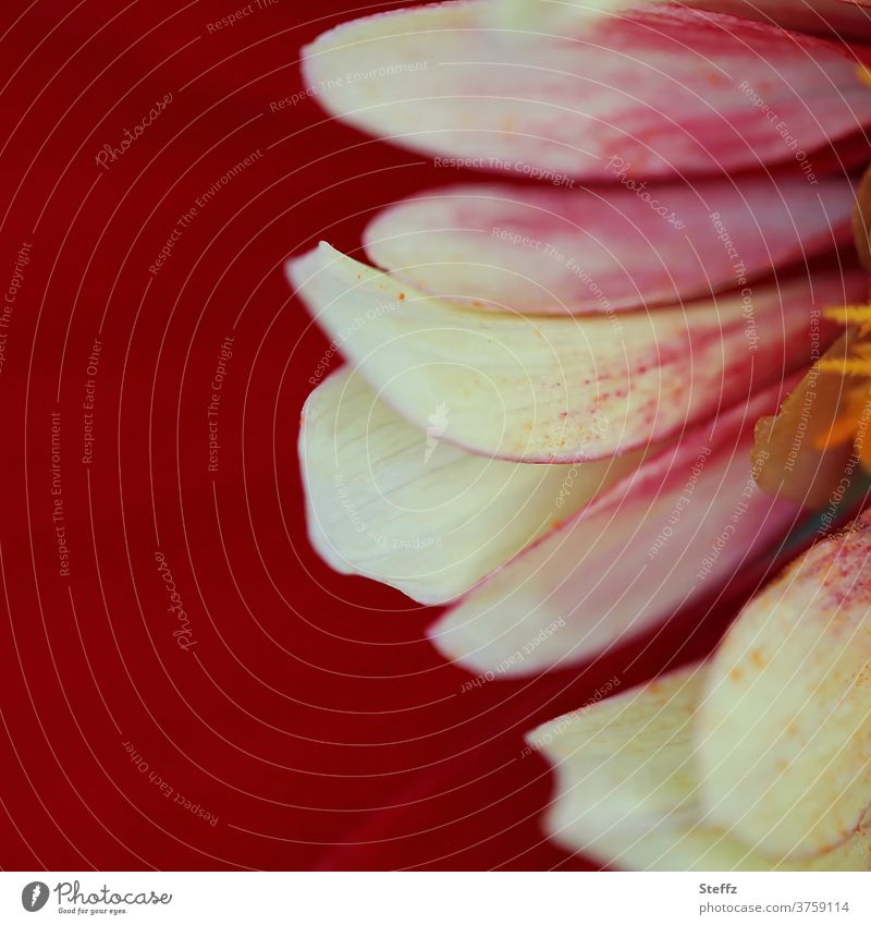 Petals of a dahlia dahlia blossom flowering dahlia Georgians petals autumn flower Flower garden flower Ornamental plant Ornamental flower differently floral